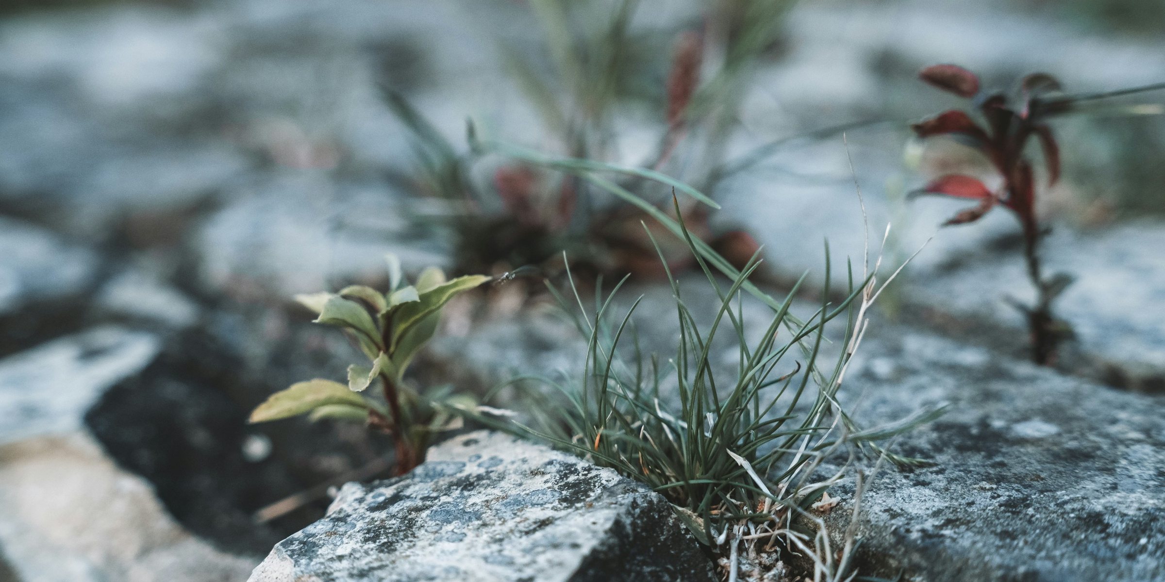 Une jeune plante qui perce la roche